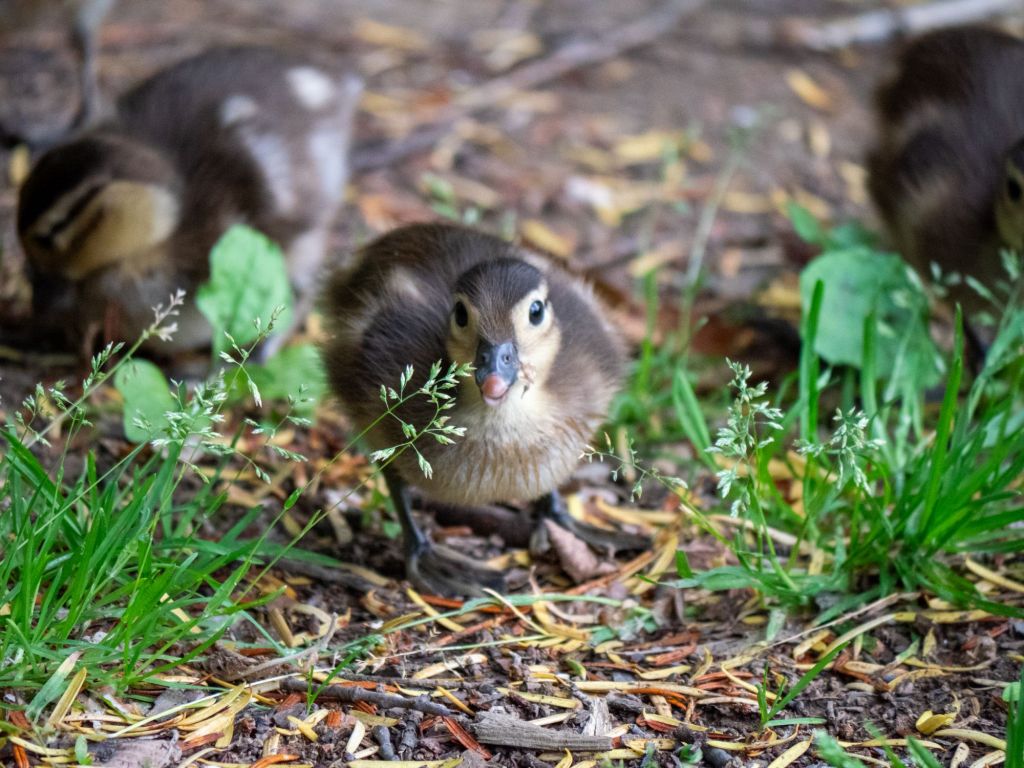 Duck, Duckling, Bloom